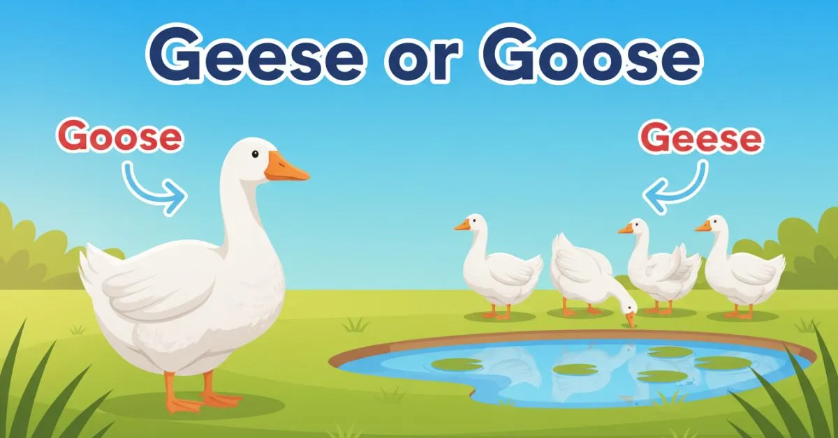Geese or Goose
